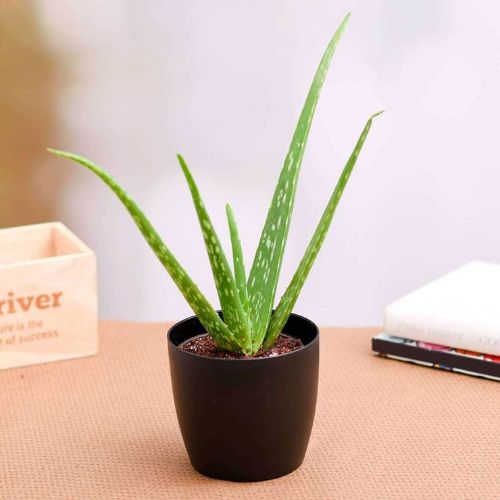 Aloe vera - Succulent Plant